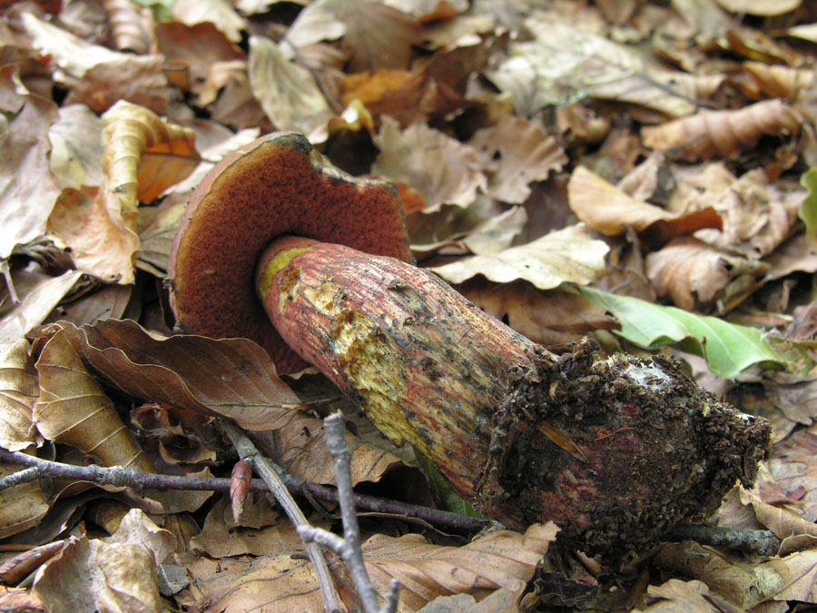 Boletus da determinare